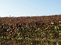 Campagna in autunno 3240.Filari